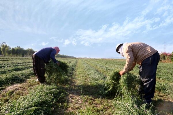 سازمان حفظ نباتات مانع واردات یونجه از روسیه شد/ یونجه‌های روسی در گمرک مانده است