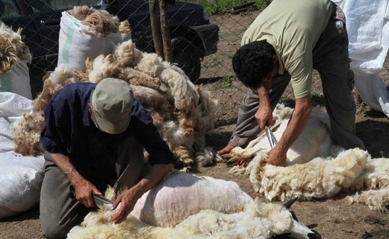 مافیای گوشت اجازه نمی دهد قیمت پایین بیاید