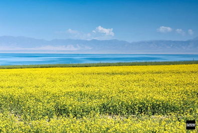 طبیعت درخت کوه