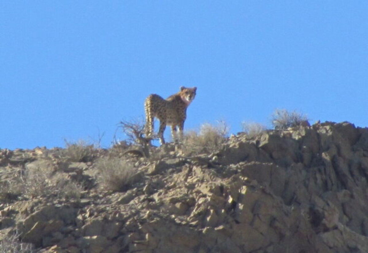 پایش های نظارتی و حفاظتی مشترک خراسان رضوی و سمنان برای حفاظت از یوزپلنگ آسیایی ایرانی