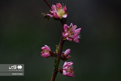 شکوفه‌های بهاری