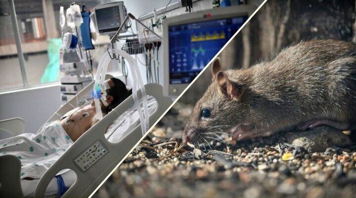 شرح وضعیت «هانتاویروس»؛ از رصد بین‌المللی تا توصیه‌های جدید سازمان جهانی بهداشت
