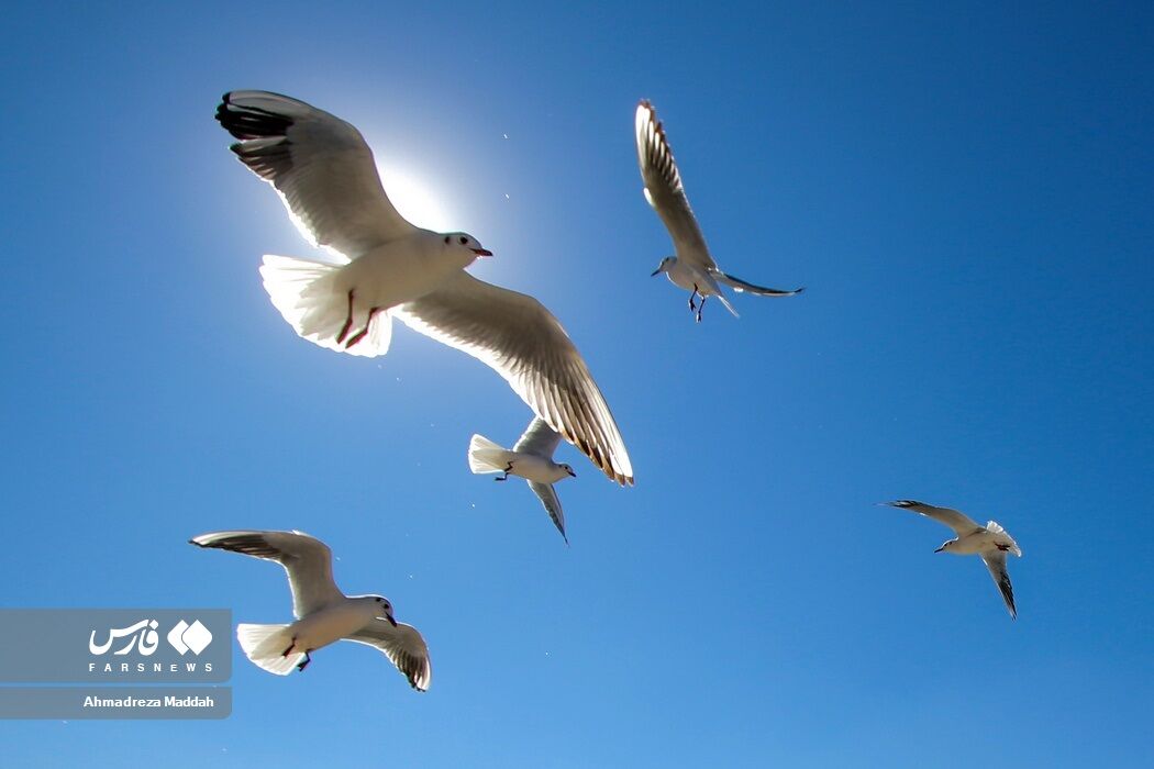 شیرازگردی ویژه مهمانان روسی