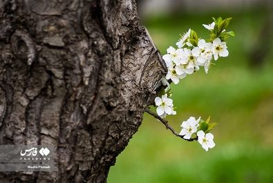 شکوفه‌های بهاری