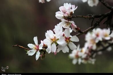شکوفه‌های بهاری در سنندج
