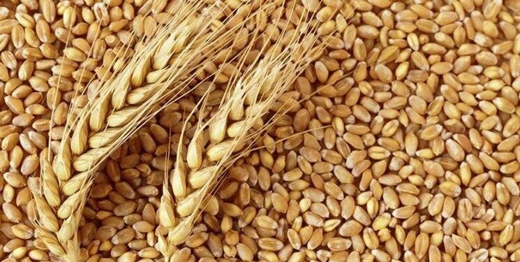 برنامه پاکستان برای واردات گندم از روسیه 