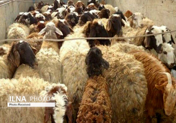 ابتلای یک نفر به تب کریمه کنگو؛ توصیه‌های بهداشتی را جدی بگیرید