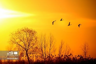 قو مهاجر پرنده