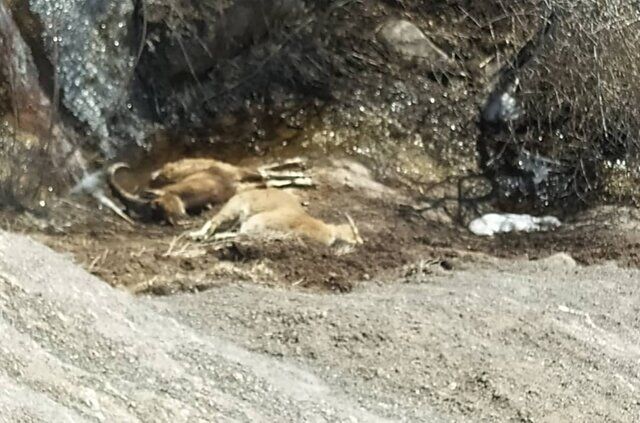 تلفات بیماری طاعون نشخوارکنندگان کوچک در طالقان به ۱۰۴ راس رسید