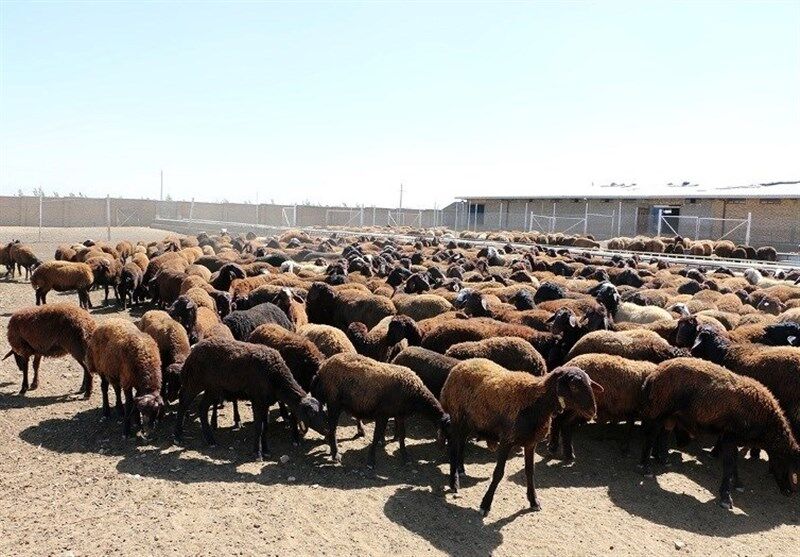 قیمت دام زنده امروز دوشنبه ۵ مرداد ۱۴۰۵ 