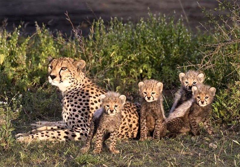 هشدار محیط زیست سمنان به رانندگان: یوزپلنگ «هلیا» با سه توله در جاده عباس‌آباد - میامی
