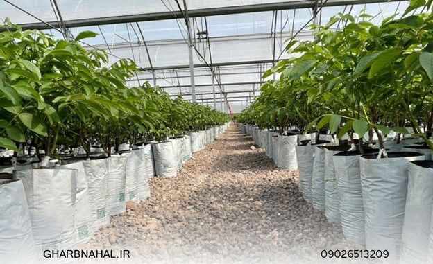بررسی پولسازترین نهال های گردو