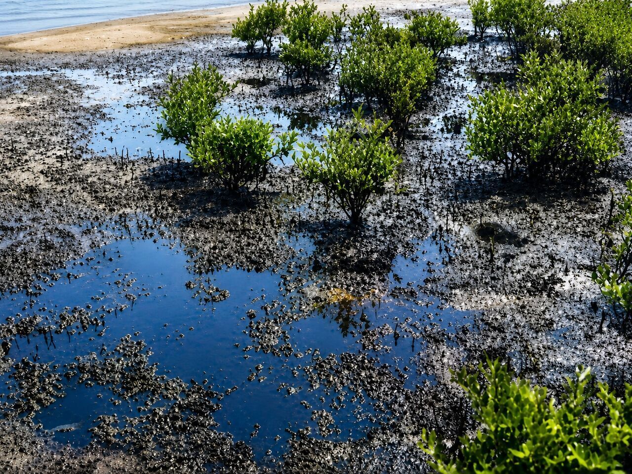 یک ماه از انتشار آلودگی نفتی در دریای عمان و خلیج‌فارس گذشت / منشا آلودگی چه بود؟