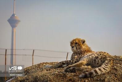 پیروز یوز ایرانی