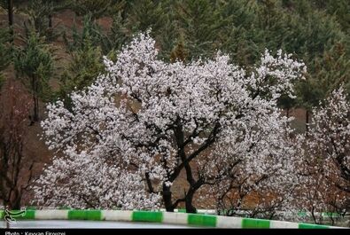 شکوفه‌های بهاری در سنندج