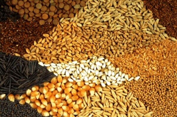 دو ماه است برای واردات خوراک دام ارز اختصاص داده نشده‌است