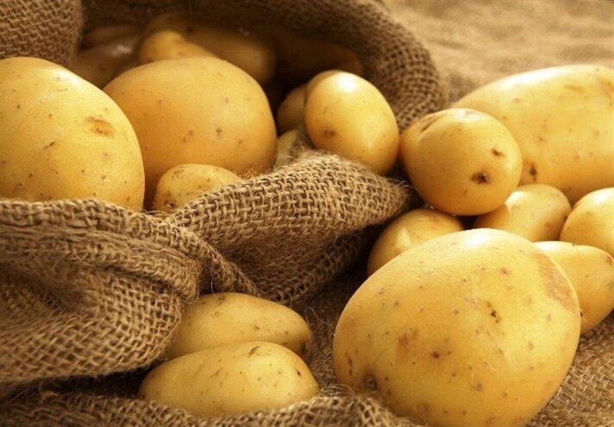 اصلاً صادرات سیب زمینی به ترکمنستان نداریم که برگشت بخورد