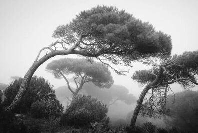 مسابقه عکاسی منظره طبیعی
