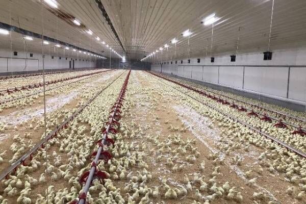 حمایت وزارت کشاورزی از مرغداران با خرید تضمینی تخم‌مرغ