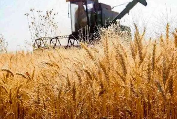 قیمت خرید تضمینی گندم اعلام شد