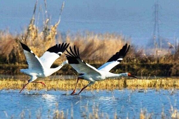 دو درنای بلژیکی دیگر در راه ایران، «امید» خانواده‌دار می‌شود؟